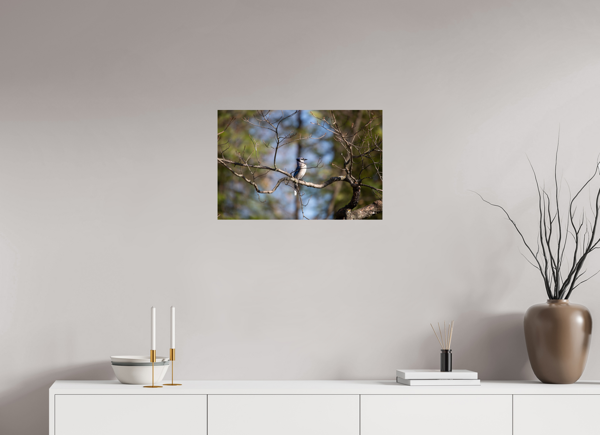 Blue Jay Posing - Print Only