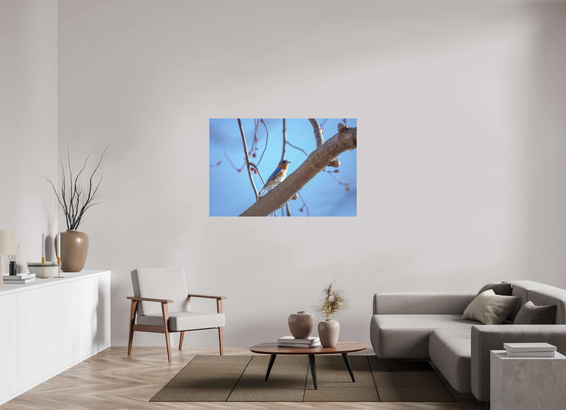 Eastern Bluebird on Branch - Print Only