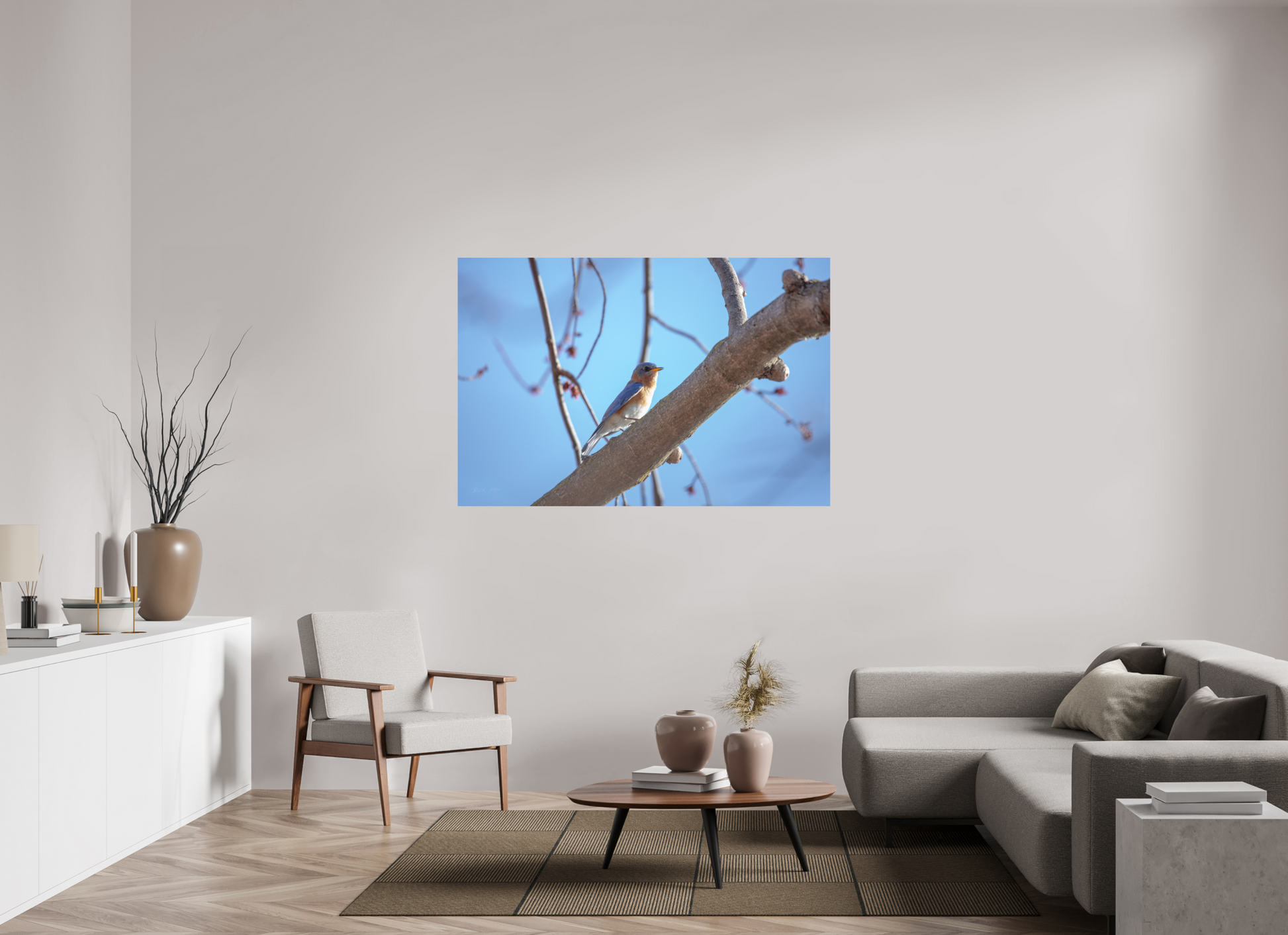 Eastern Bluebird on Branch - Print Only