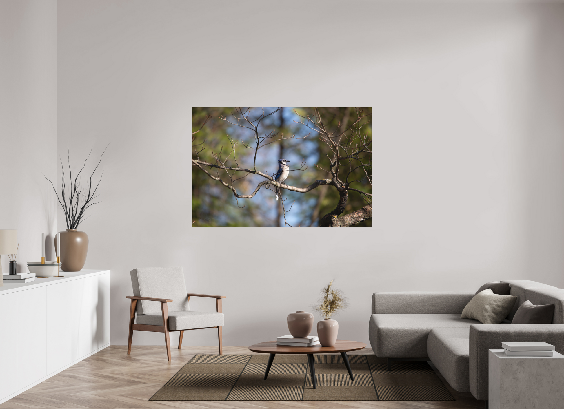 Blue Jay Posing - Print Only