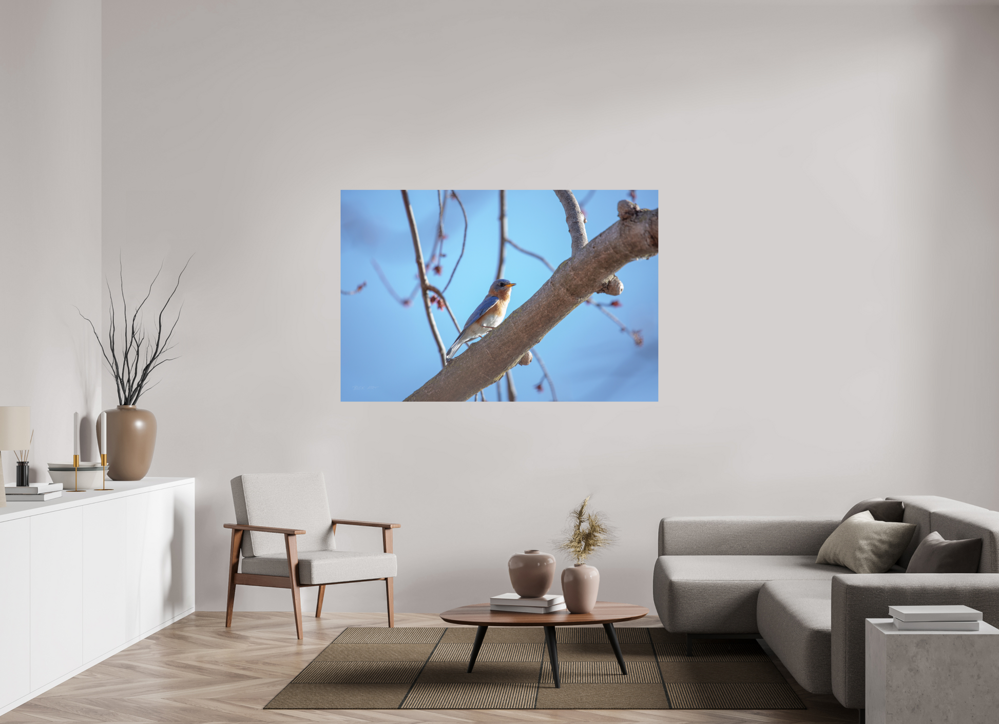 Eastern Bluebird on Branch - Print Only