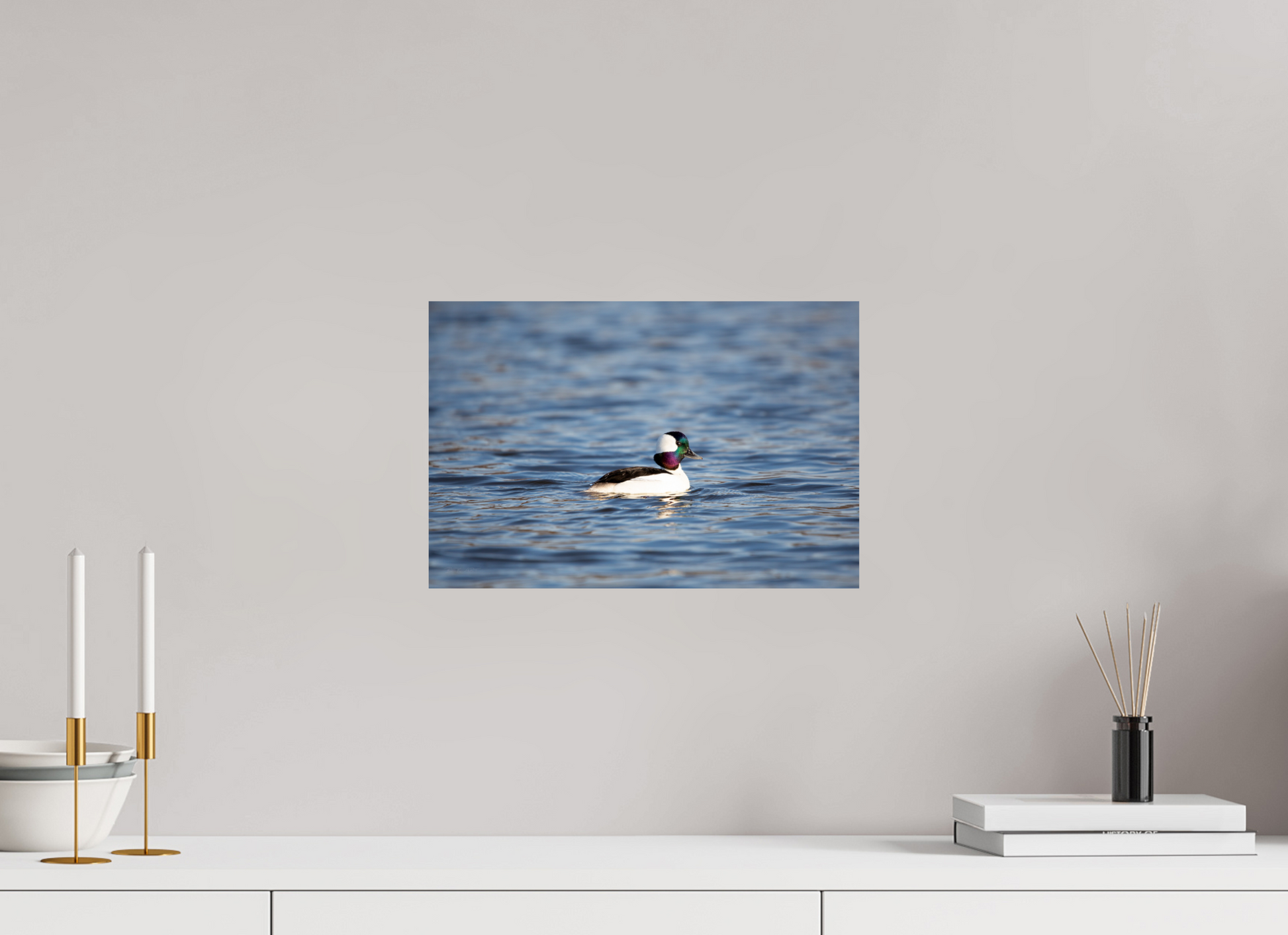 Bufflehead Colors - Print Only