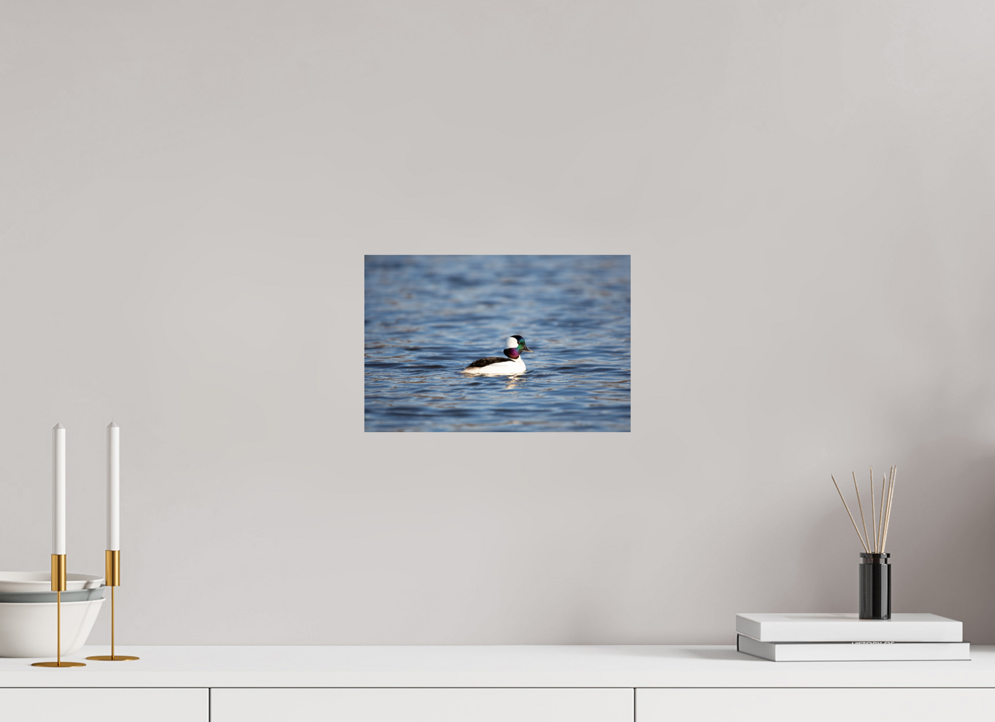 Bufflehead Colors - Print Only