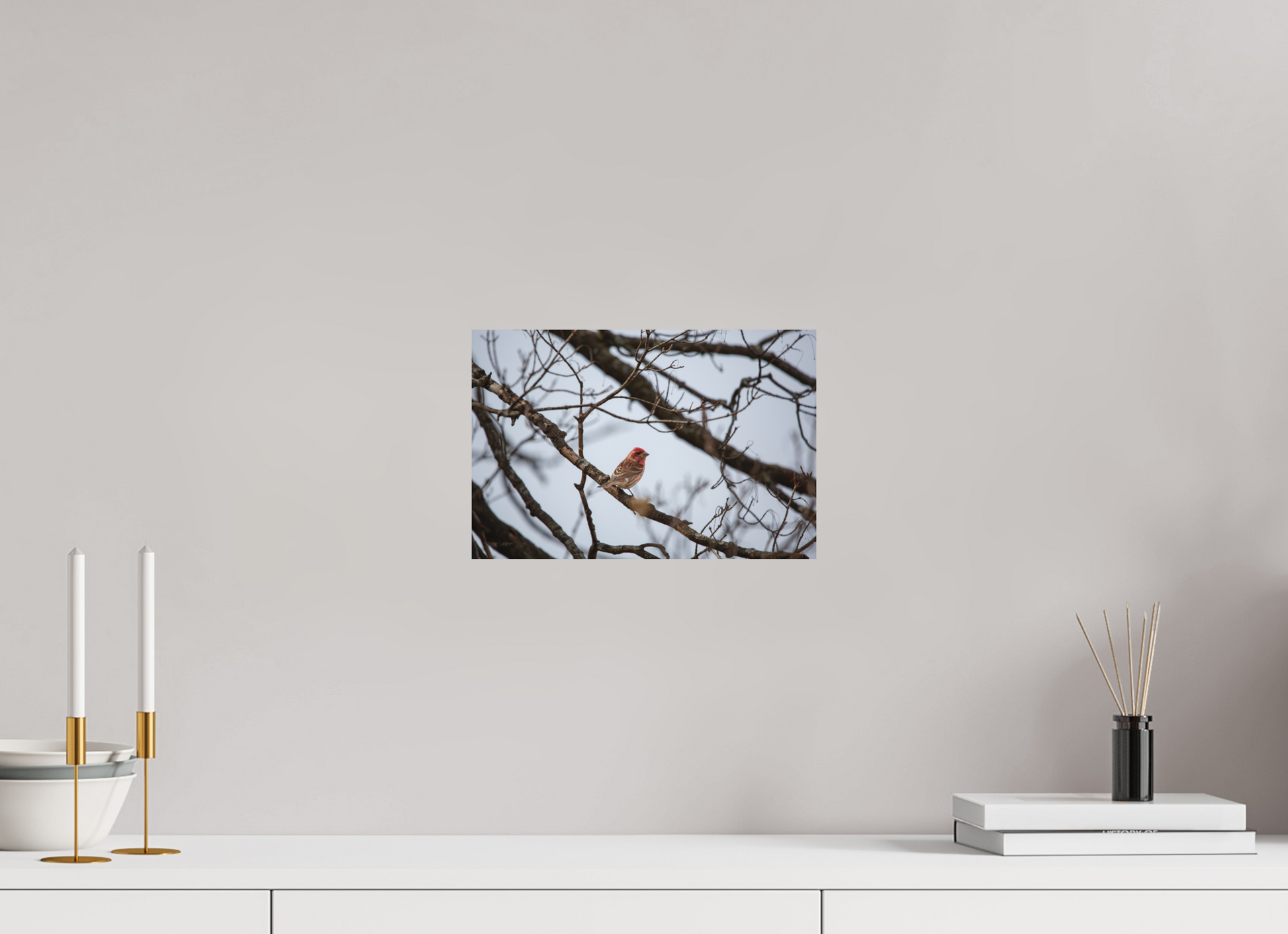 Purple Finch - Print Only
