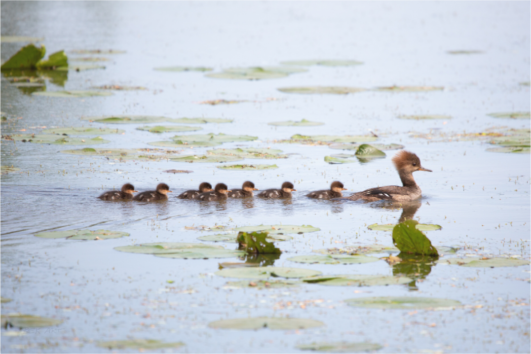 Hooded Merganser Momma - Print Only