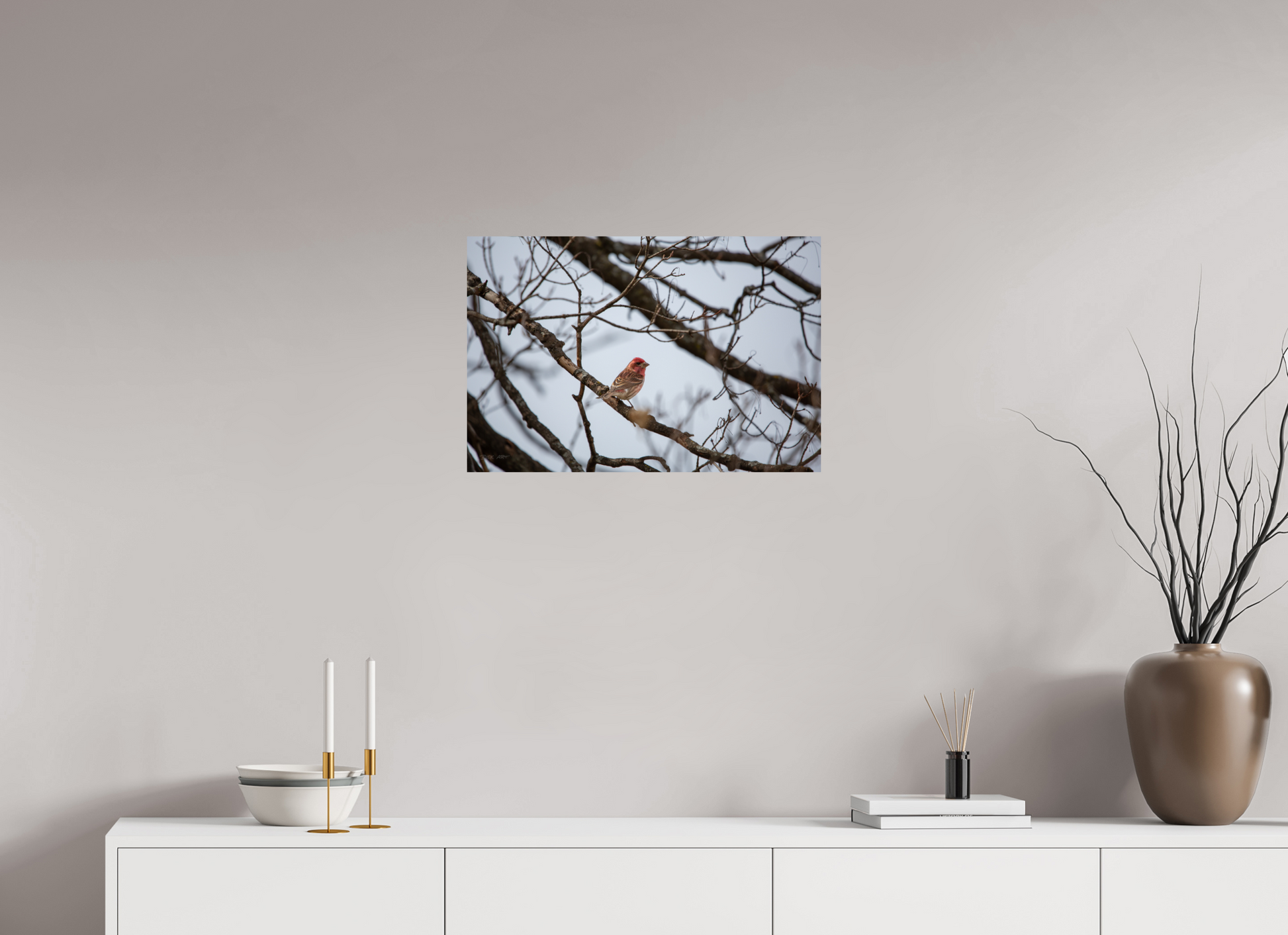 Purple Finch - Print Only