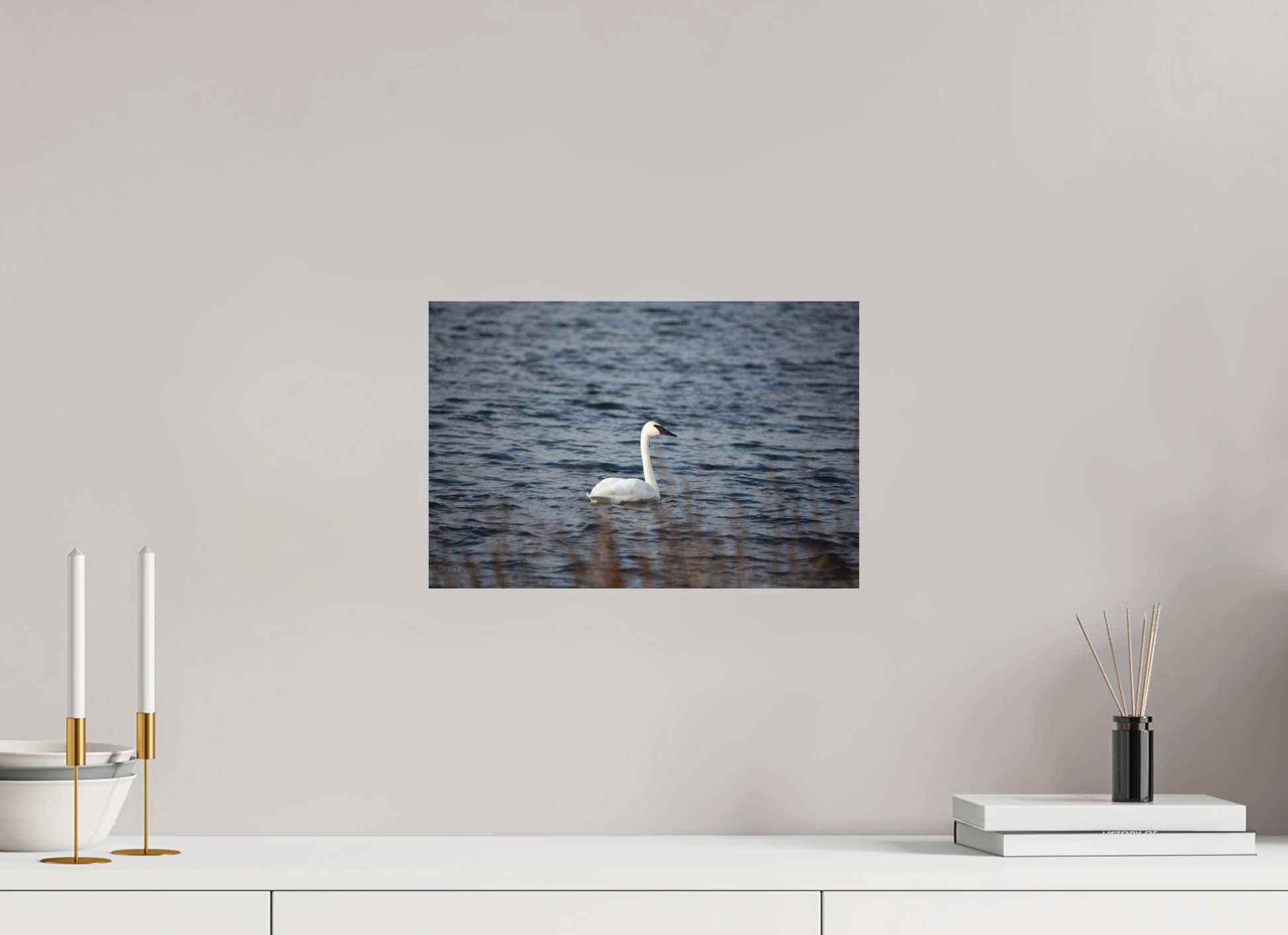 Tundra Swan - Print Only