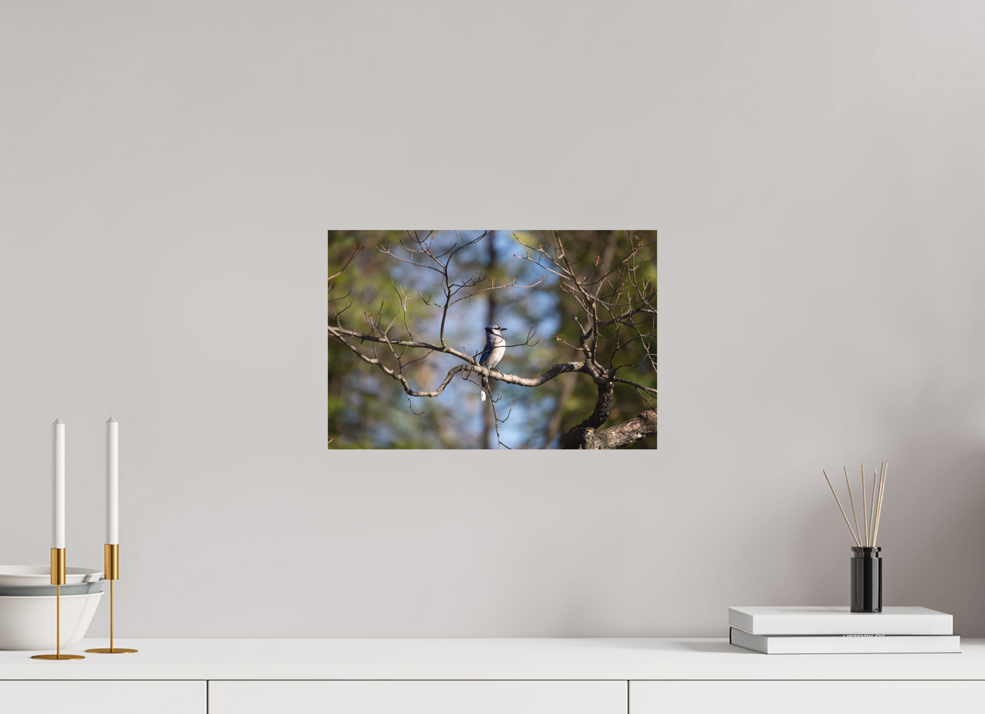 Blue Jay Posing - Print Only