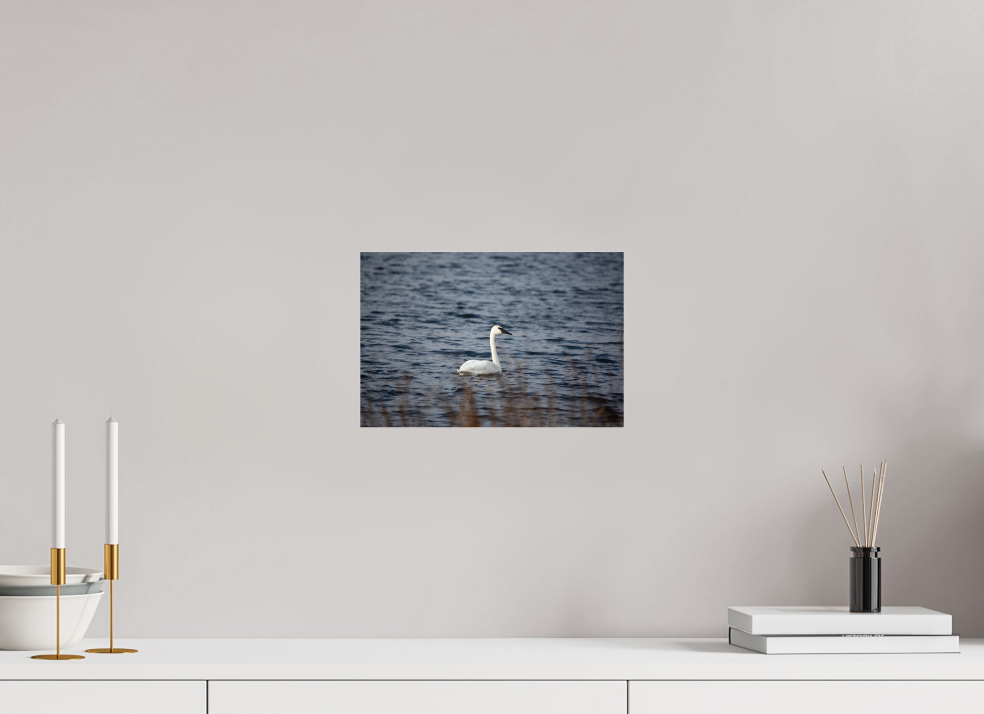 Tundra Swan - Print Only