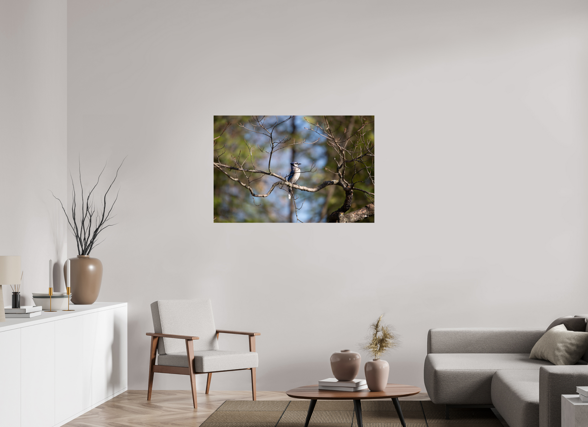 Blue Jay Posing - Print Only