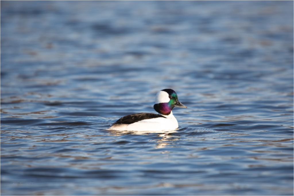 Bufflehead Colors - Print Only
