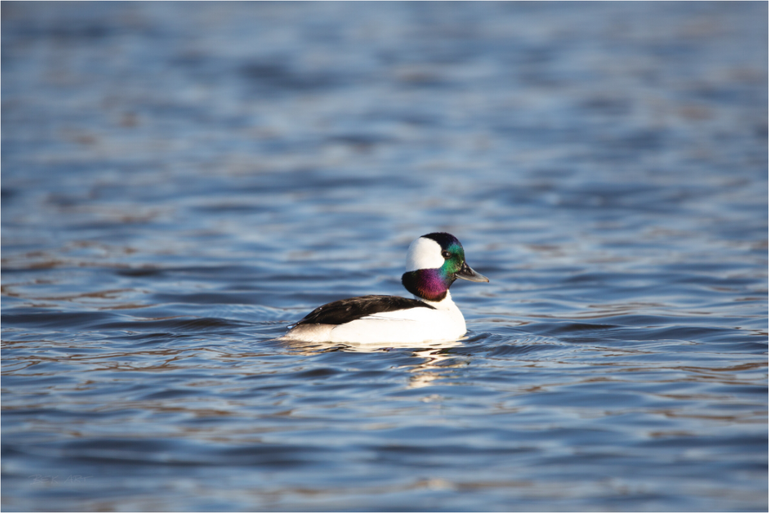 Bufflehead Colors - Print Only