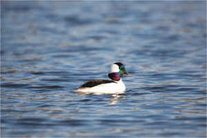 Bufflehead Colors - Print Only