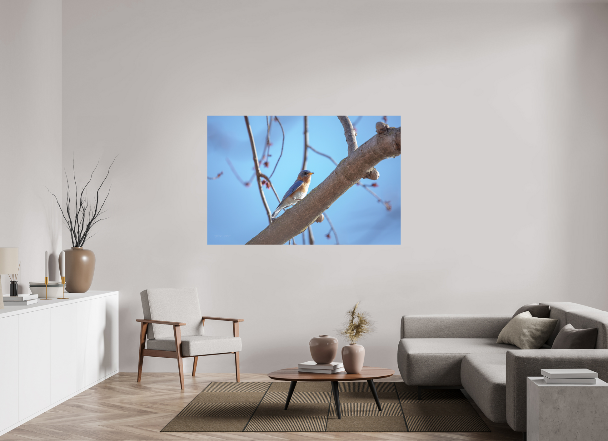 Eastern Bluebird on Branch - Print Only