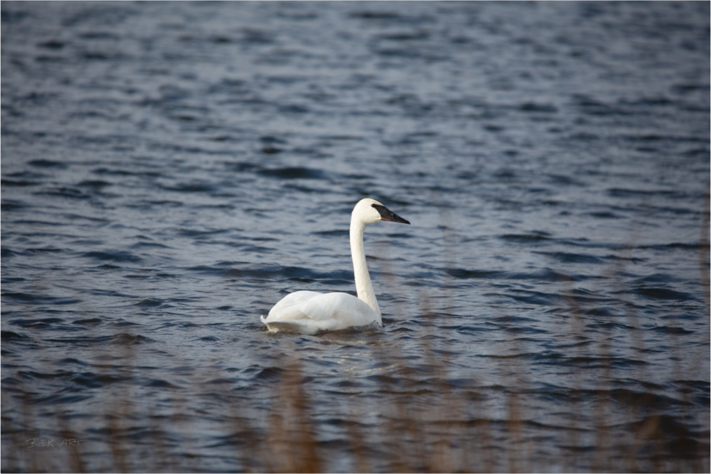 Tundra Swan - Print Only