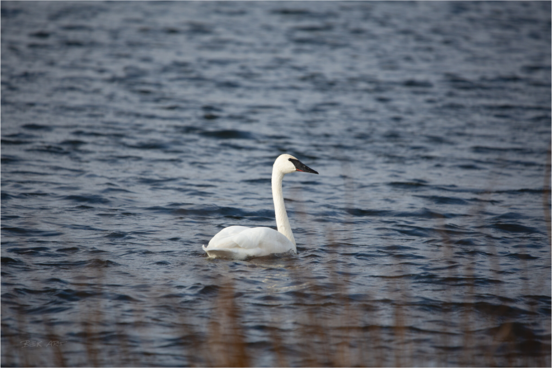 Tundra Swan - Print Only
