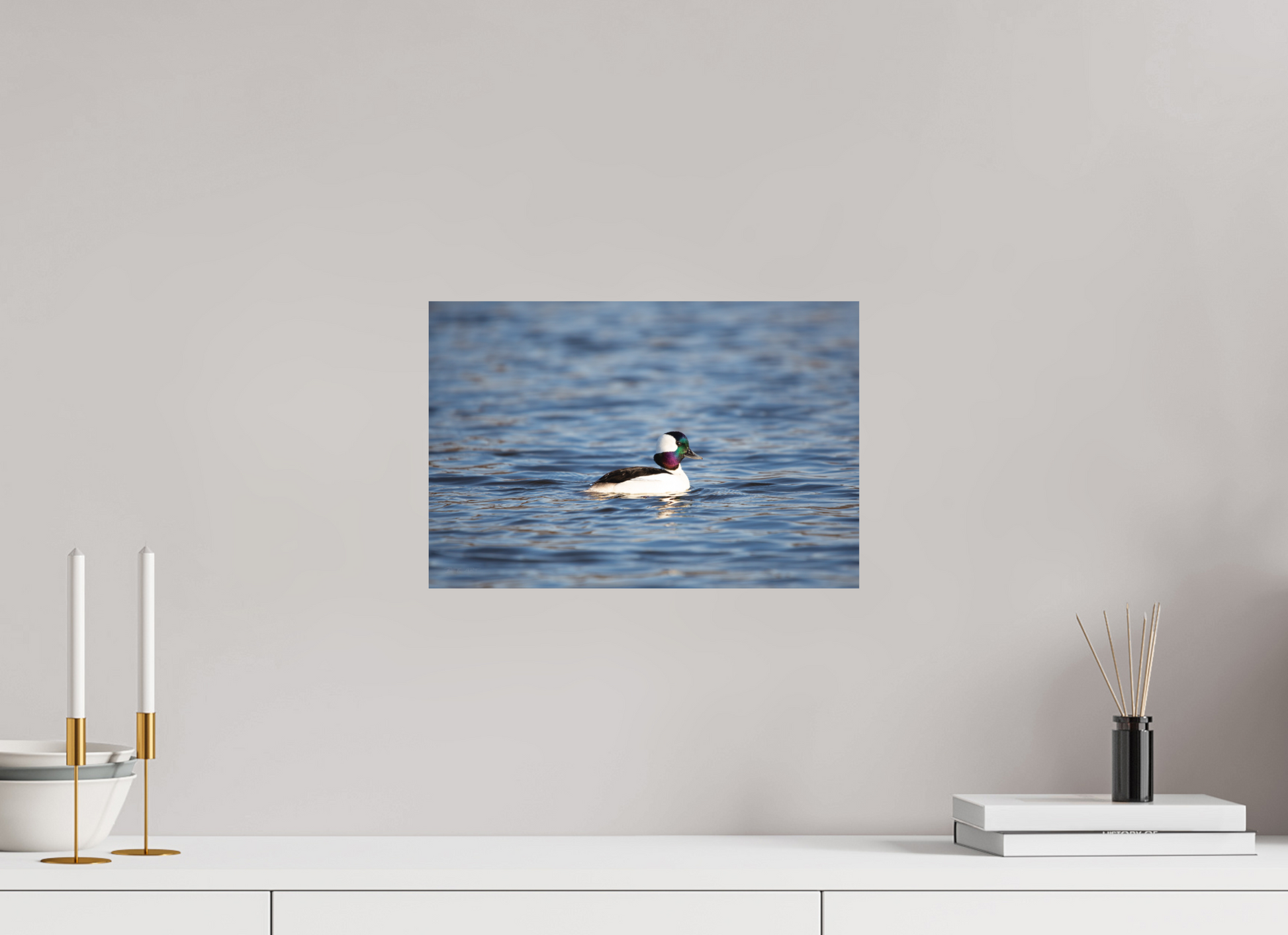 Bufflehead Colors - Print Only