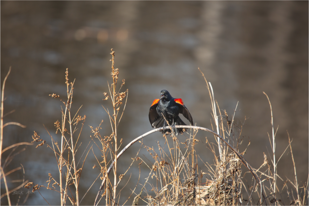Red-Winged Blackbird - Print Only