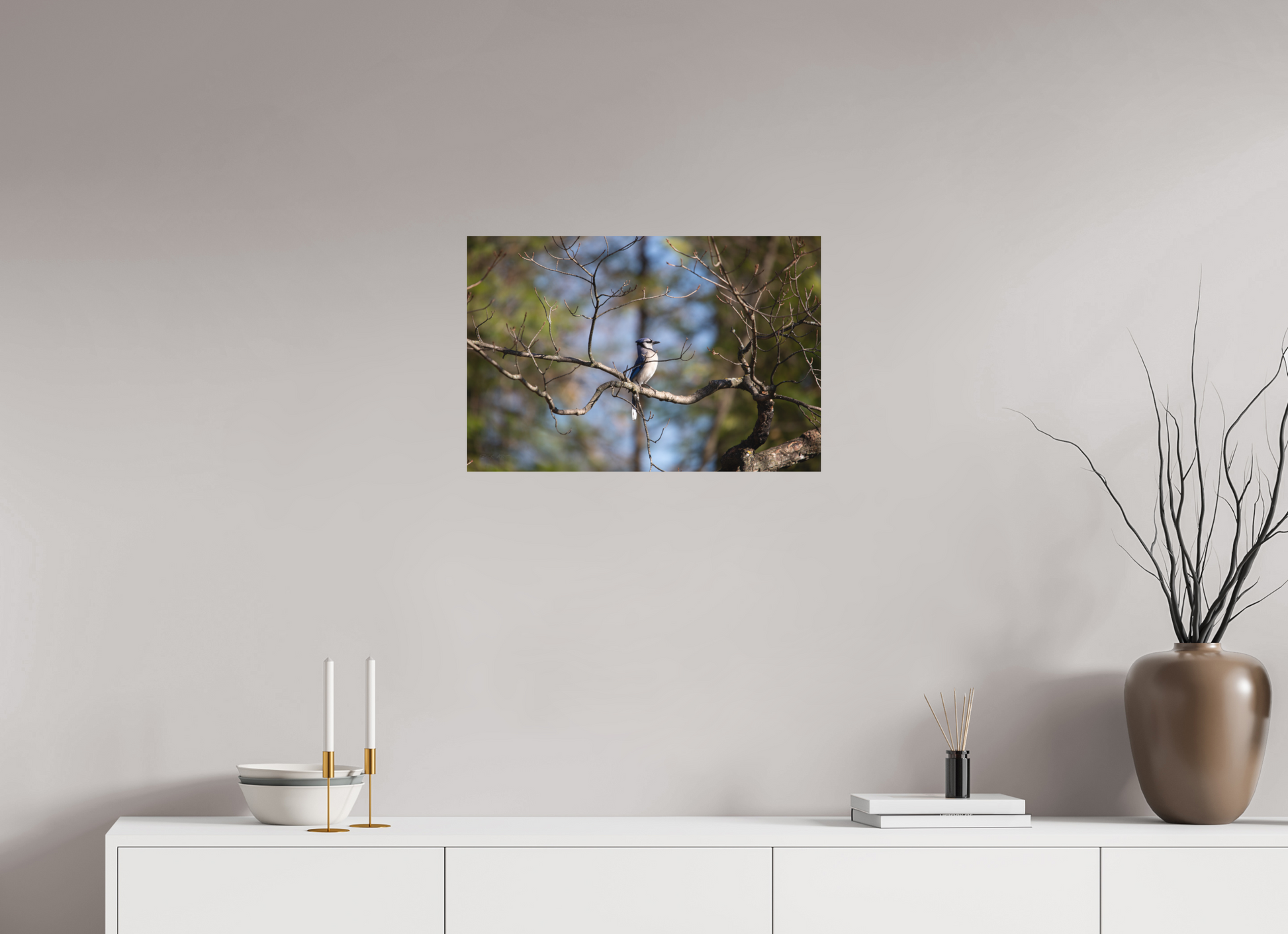 Blue Jay Posing - Print Only